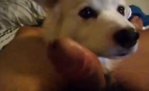 sex with animals, dog sex