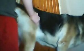 animal fuck porn, free animal porn