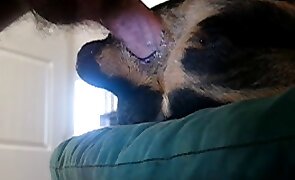 dog sex, porn with animals