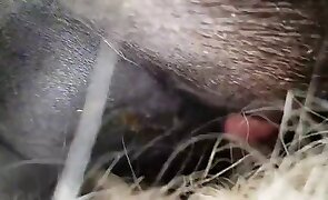guy fucks animal, animal fuck porn